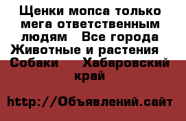 Щенки мопса только мега-ответственным людям - Все города Животные и растения » Собаки   . Хабаровский край